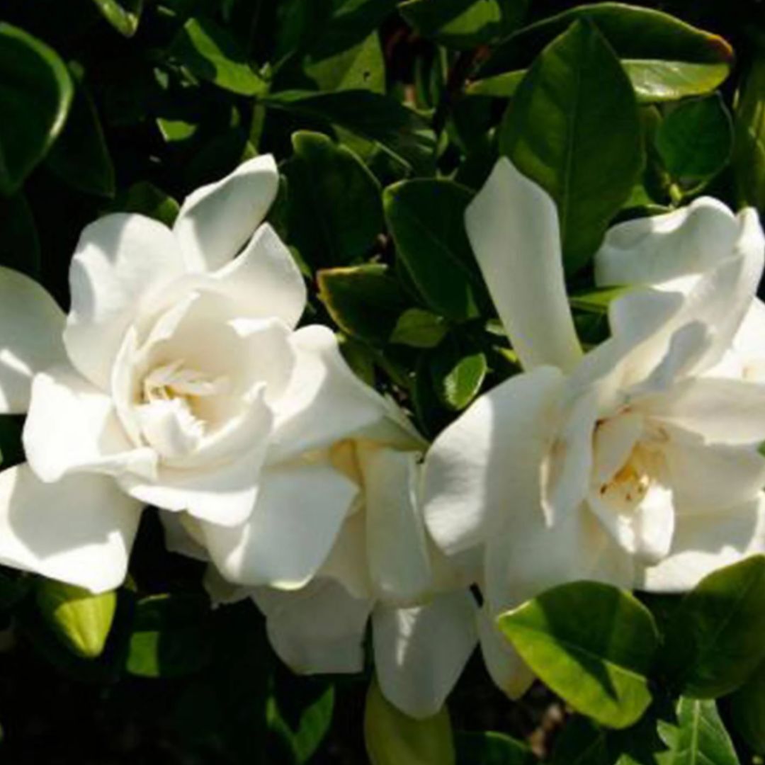 Live Gardenia with White Fragrant Blooms 2.5 qt Evergreen Shrub Garden Plant