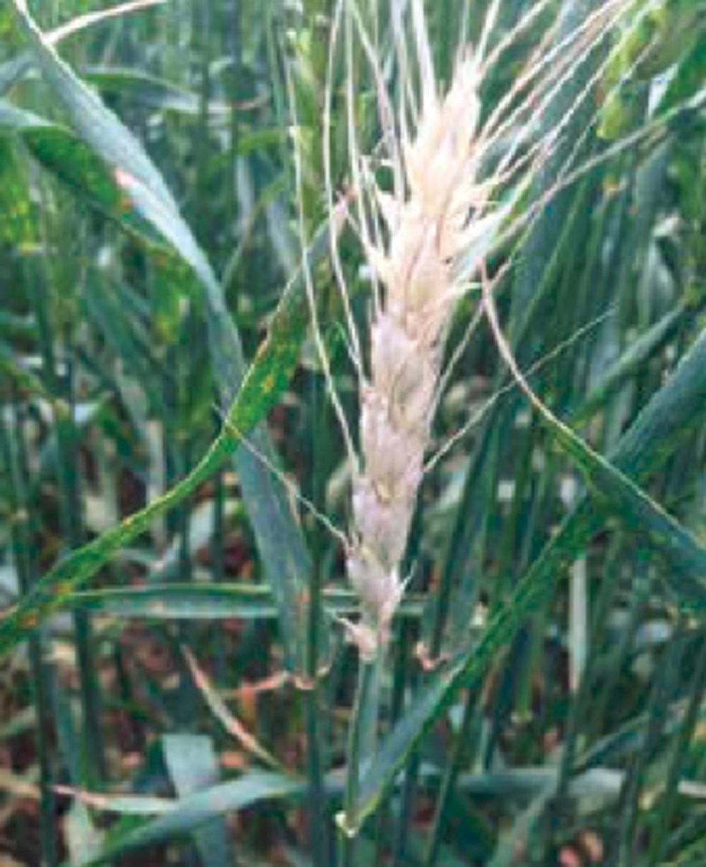 Peruvian White Barley Seeds (300) / Cereal Grain / RARE /