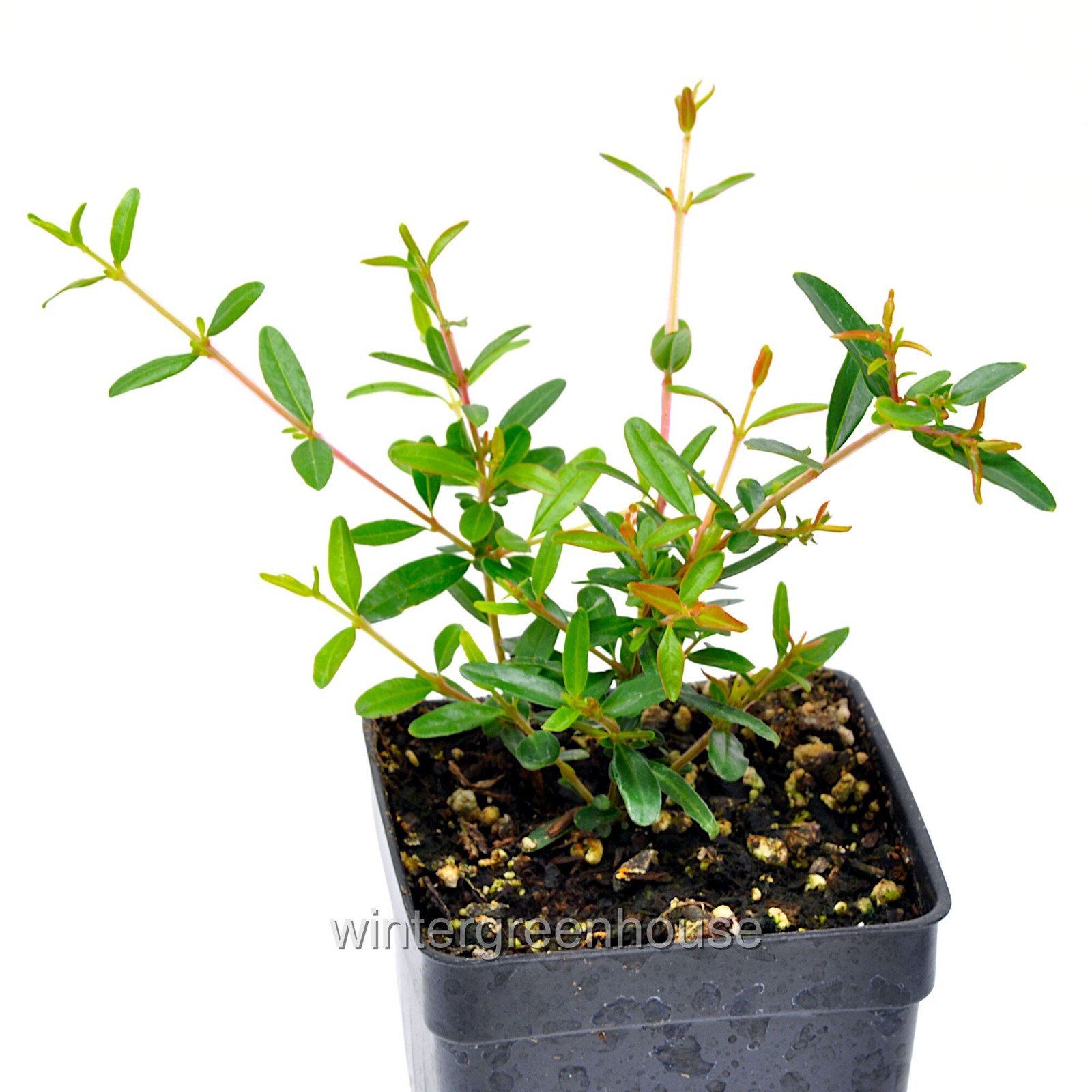 Punica granatum nana, Bush, Dwarf Pomegranate, Container Size: 3″ (2.6×3.5″)