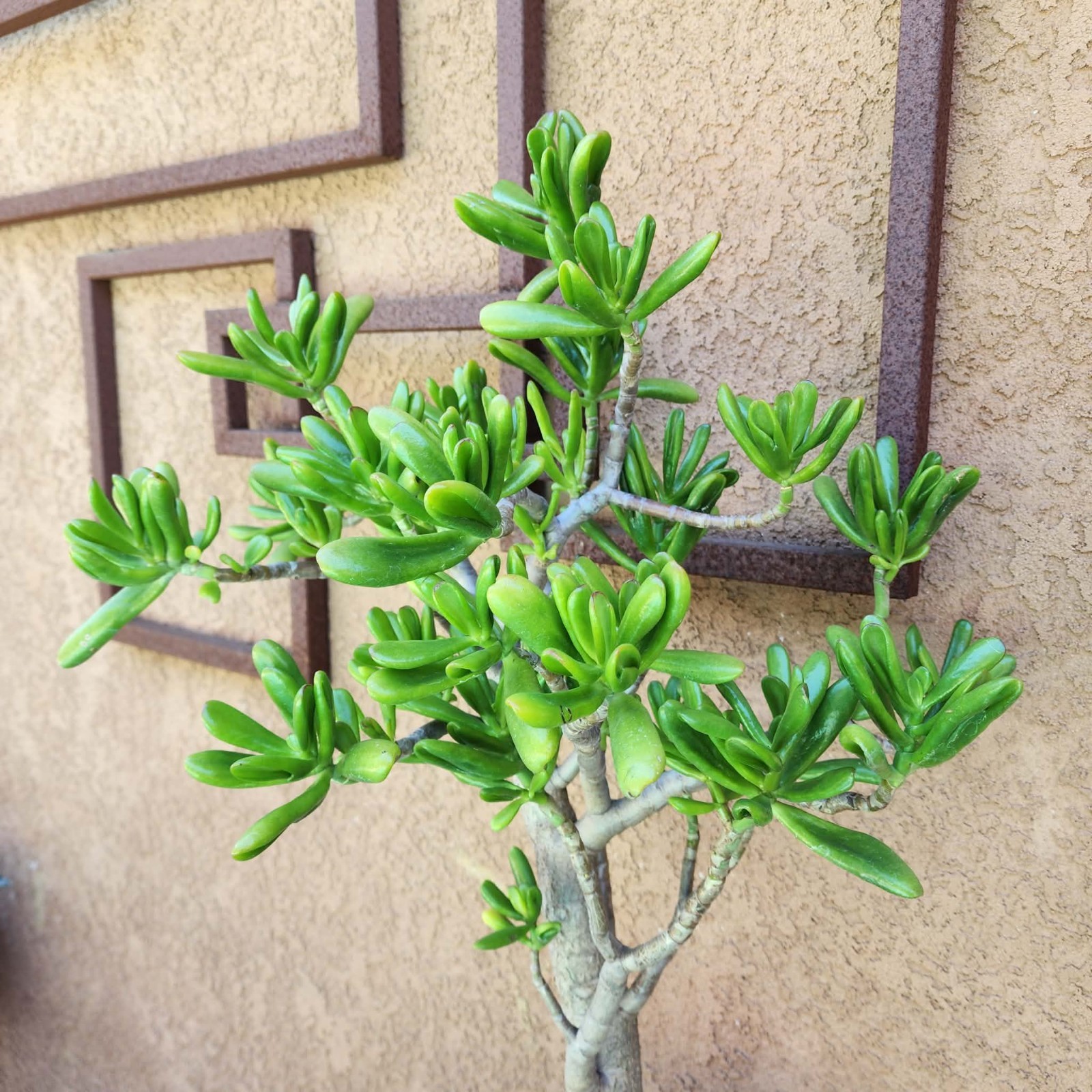 Crassula ovata ‘Gollum’ – Gollum Jade Tree Succulent – OLD – BIG! Exact 30″ Tall