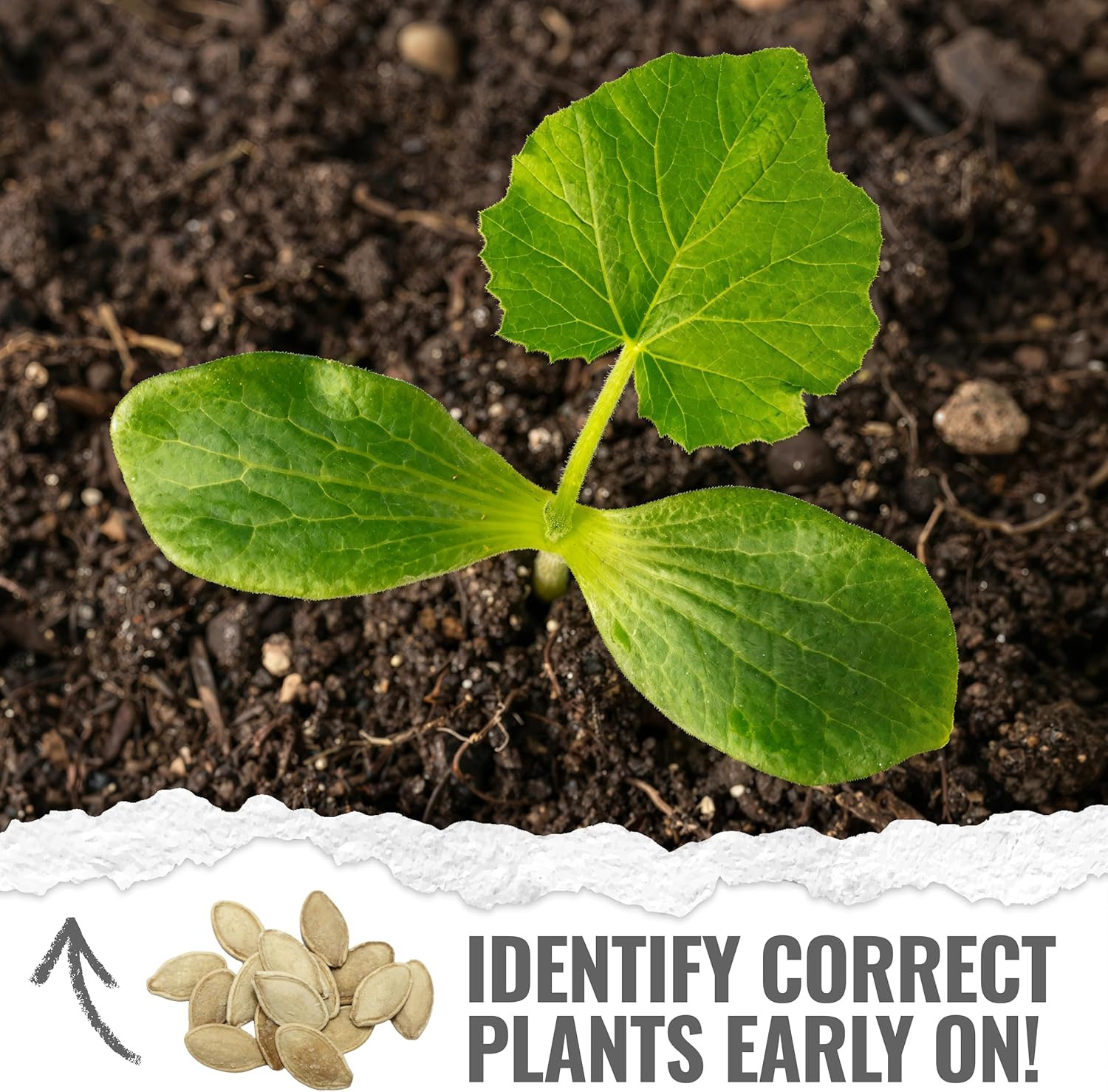 Seed Needs Pumpkin Seeds to Plant Specialty Spooky Blend | 10+ Premium Varieties