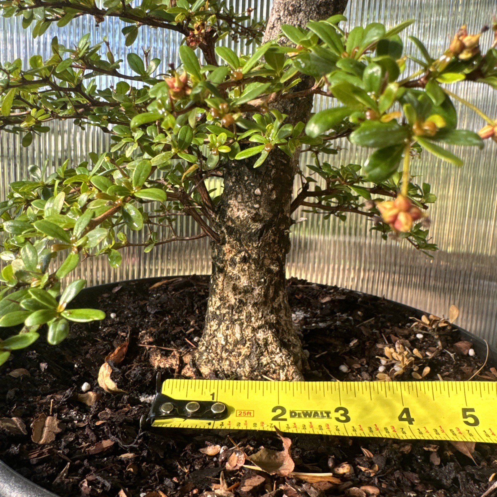 Dwarf Black Olive Bonsai (Bucida buceras ‘Shady Lady’) – Specimen Size – WYSIWYG