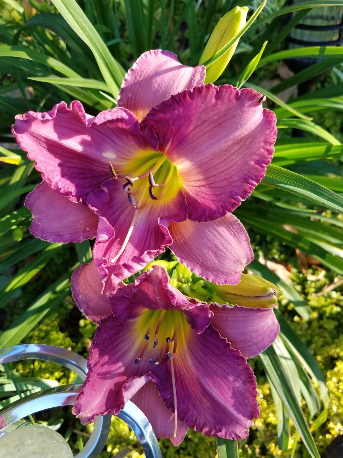 STOLEN TREASURE Daylily – Hemerocallis Hybrid – 2 Plants