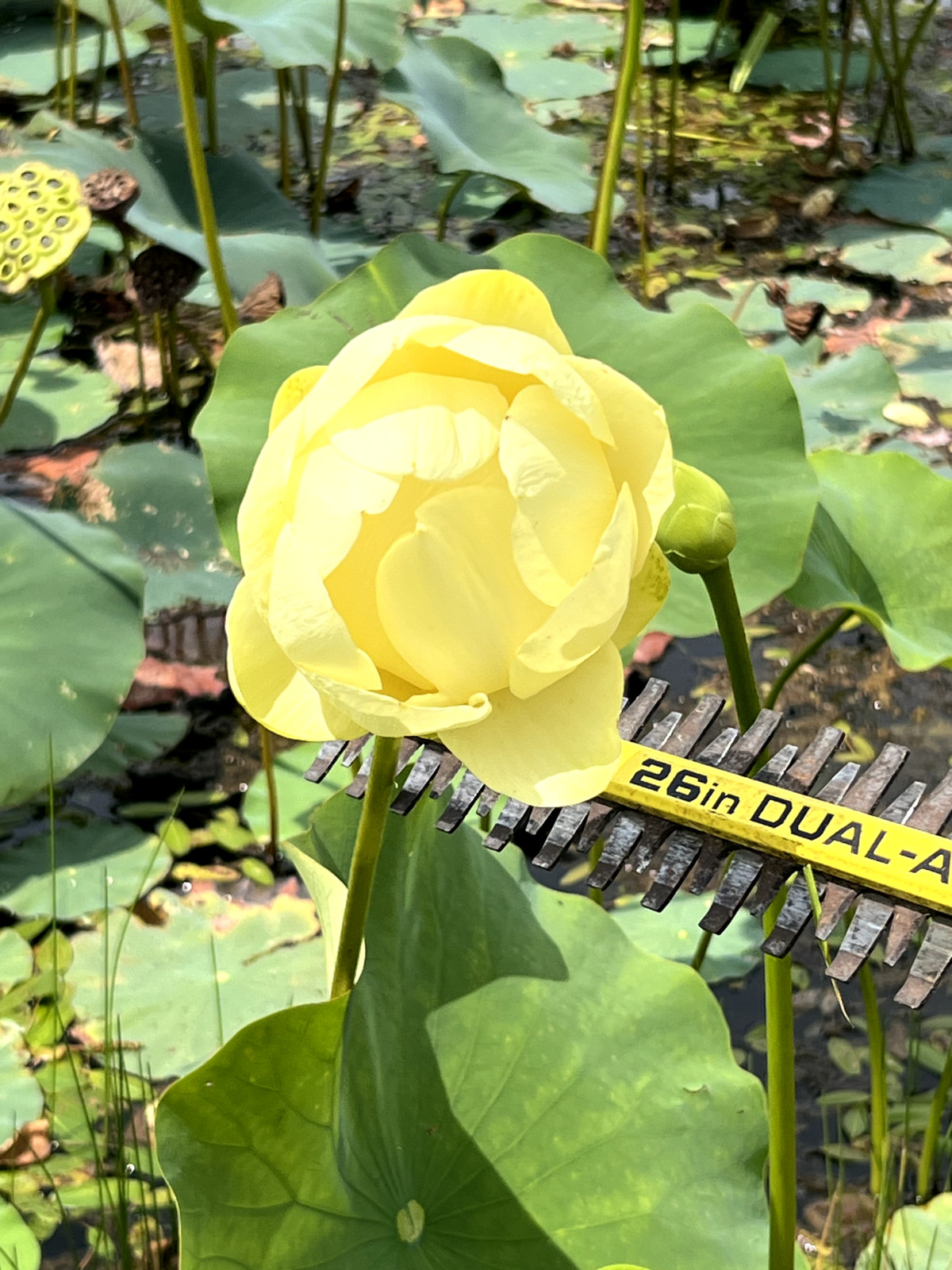 120 Seeds Yellow Lotus Flower Seeds American Water Lily for Pots or Pond