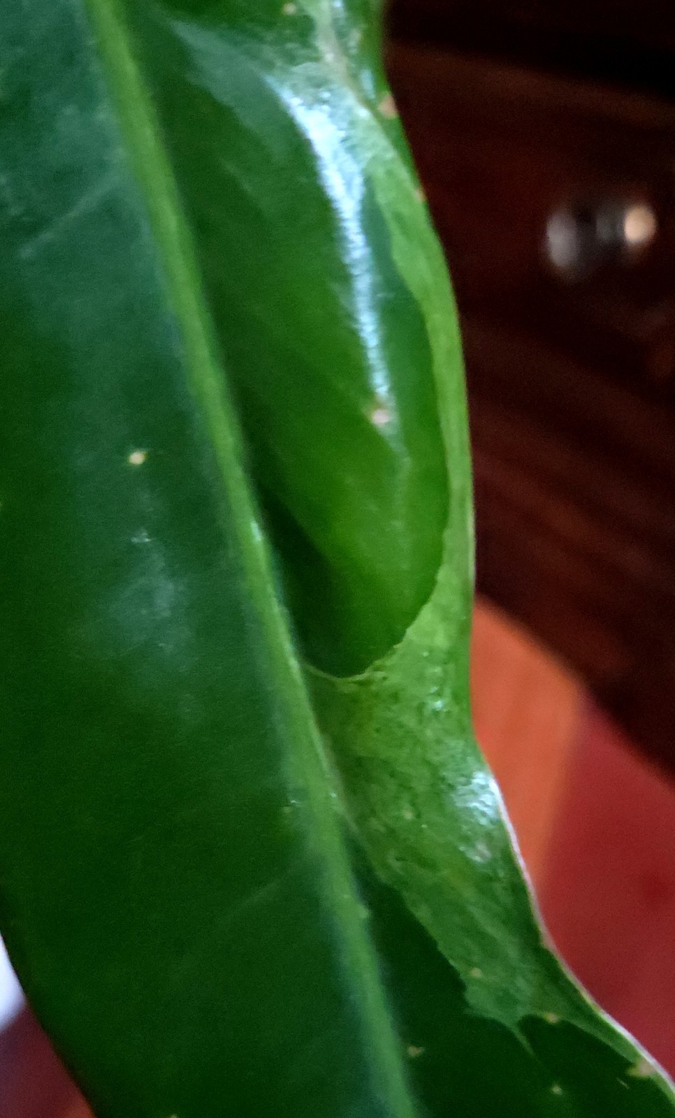 Rare Philodendron Spiritu Sancti 20″ Tall Aroid Not Monstera Anthurium Syngonium