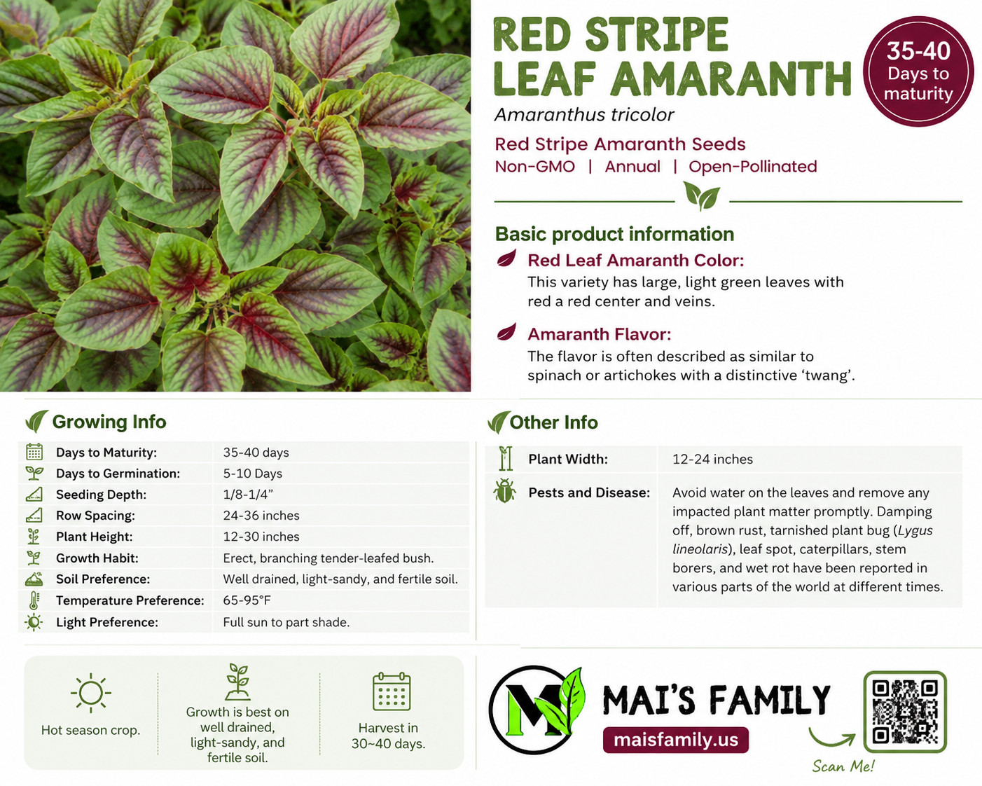 Red stripe Amaranth Seeds, Rau Den, Chinese Spinach seeds Yin Cho Callaloo
