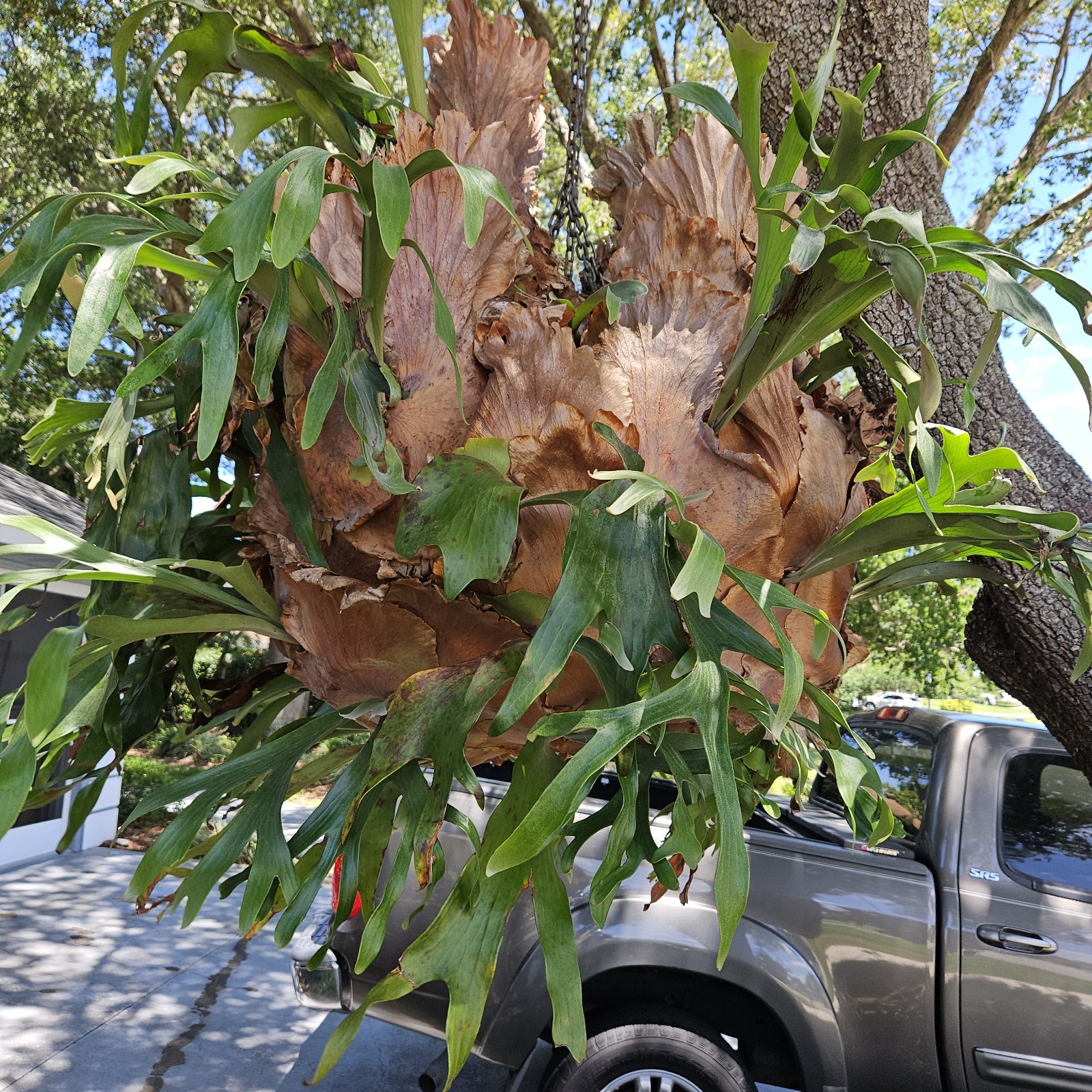 STAGHORN FERN, LARGE PLANT. OVER 20 YEARS OLD, LOCAL PICKUP ONLY.