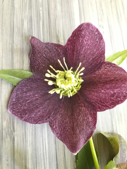 Hellebores Lenten Rose Ruby Red ONE (1) Bareroot Healthy Well Rooted Plant