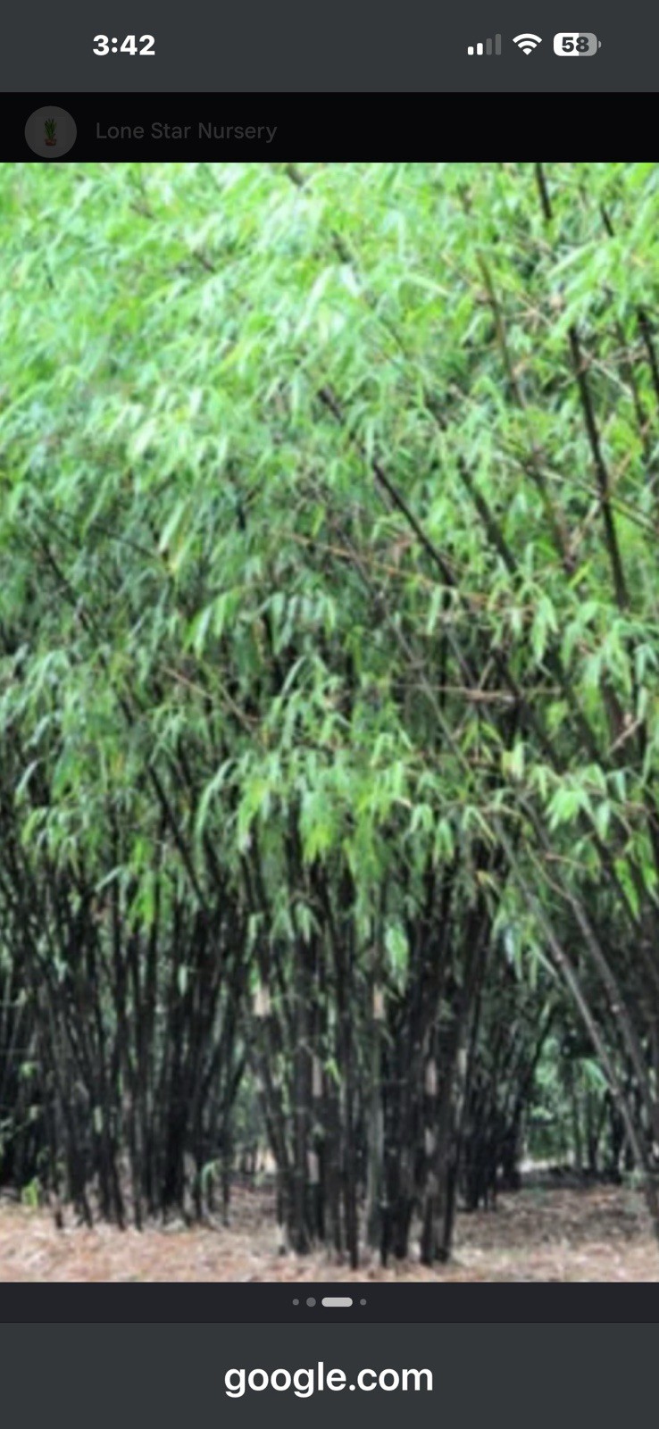 Black Bamboo Live Bamboo Plant Tropical Climate Black/Green Bamboo