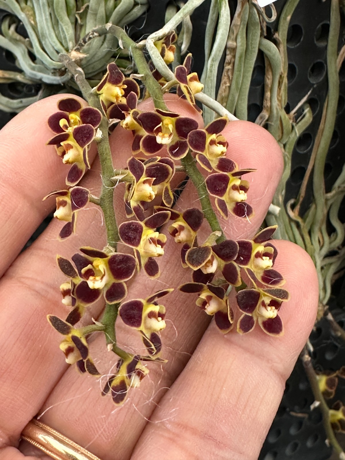 SE ASIA LEAFLESS ORCHID SPECIES Chiloschista lunifera red FULL BLOOM/BS mounted