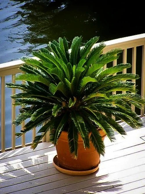 King Sago Palm Seeds (Cycas Revoluta) Rare Tropical Prehistoric Cycad Hardy-8