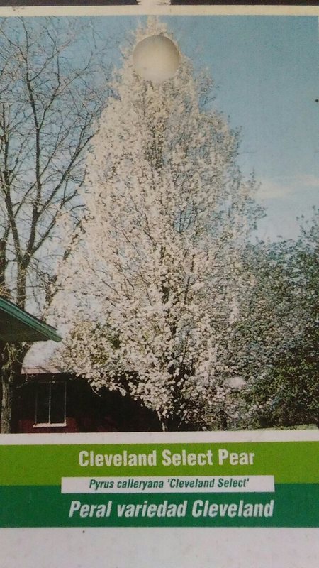 Cleveland Select Flowering Pear Tree Home Garden Plants Landscape Trees Plant