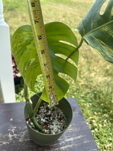 Monstera Aurea Variegated – Exact Live Rooted Plant – US Seller – A2
