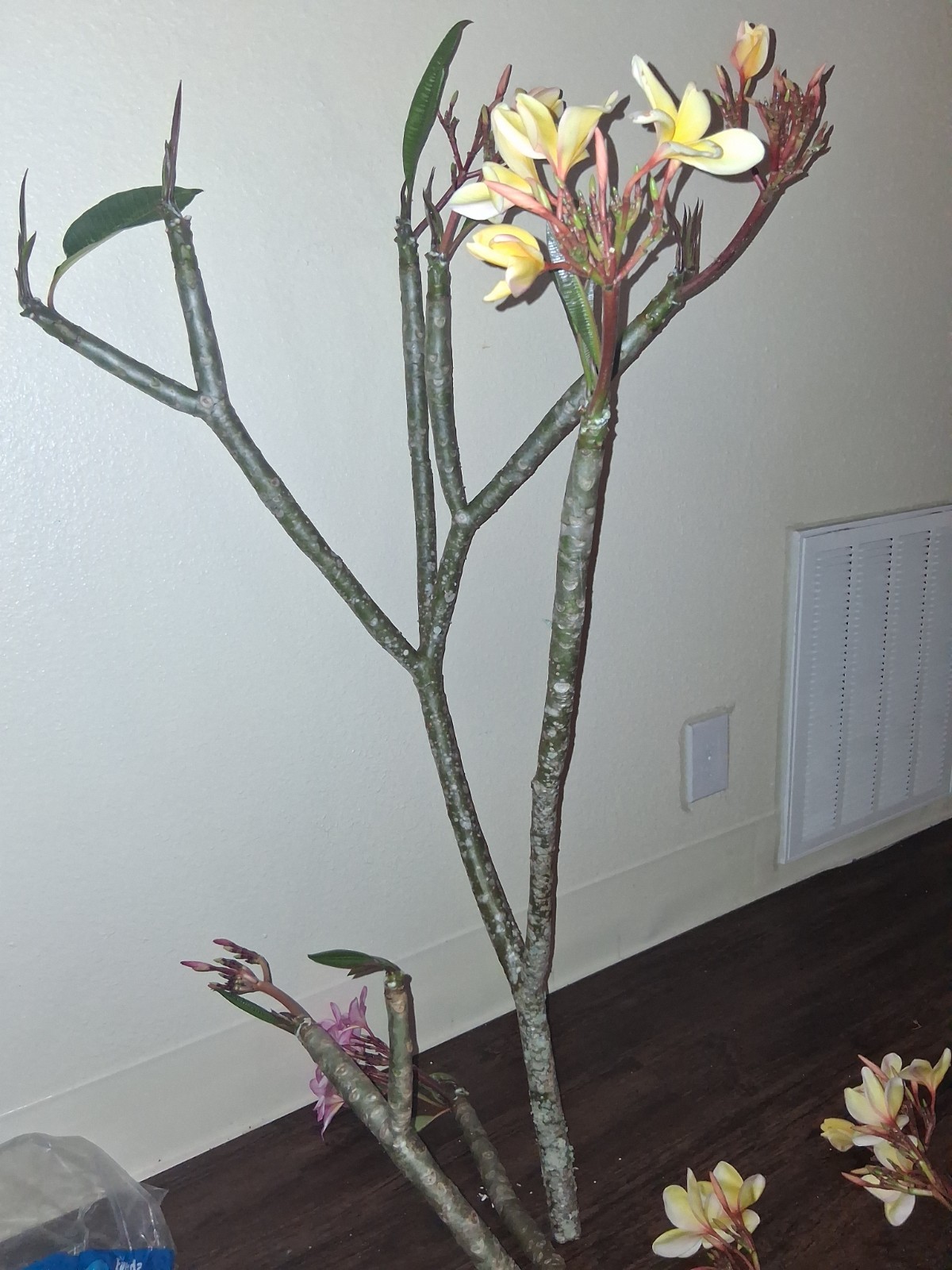 Yellow Plumeria 10 Pack Frangipani Flowering Plant Yellow Outdoor