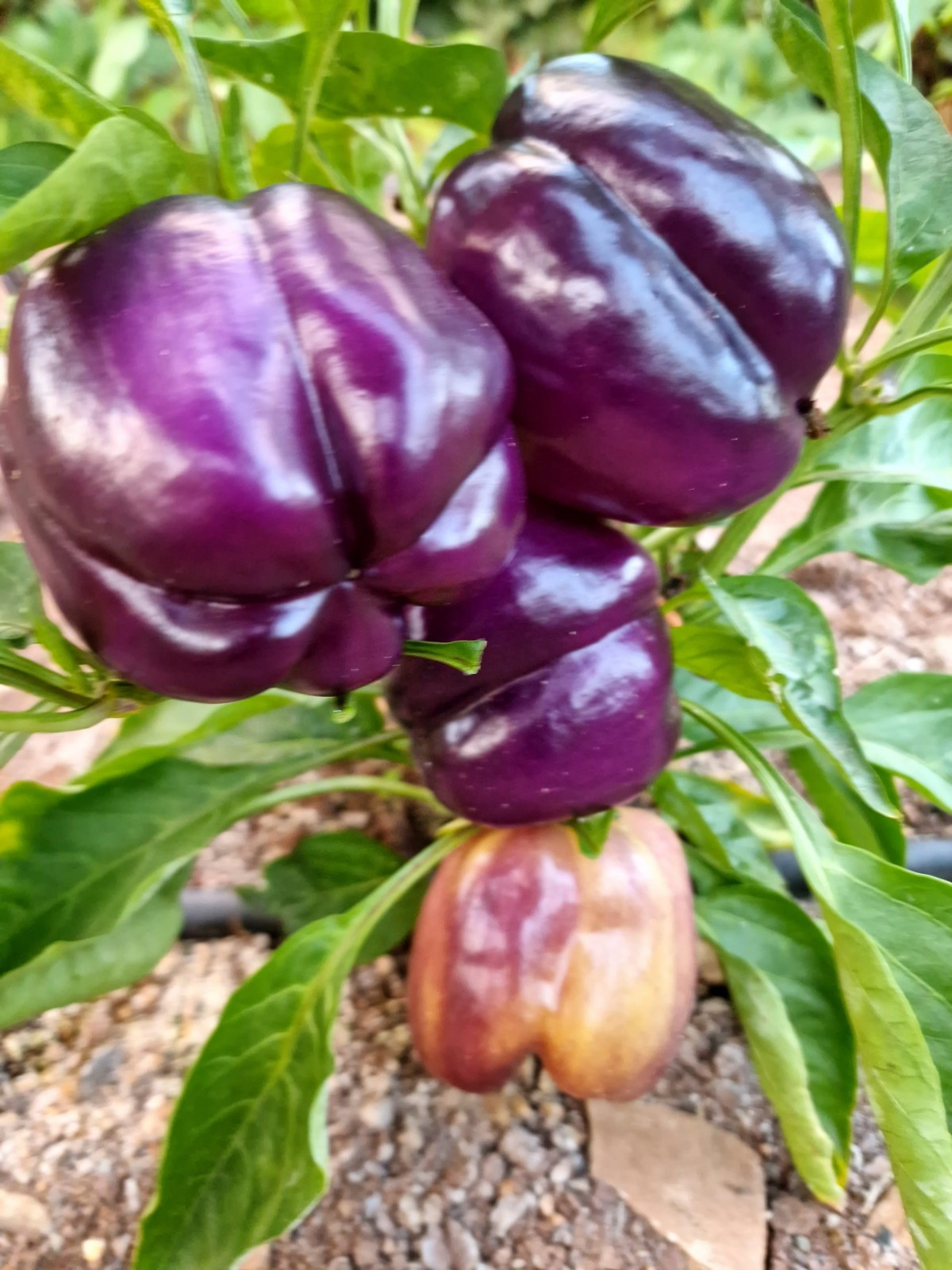 40 Purple Beauty Sweet Bell Pepper Seeds- With Bonus! | Organic Non-GMO Heirloom