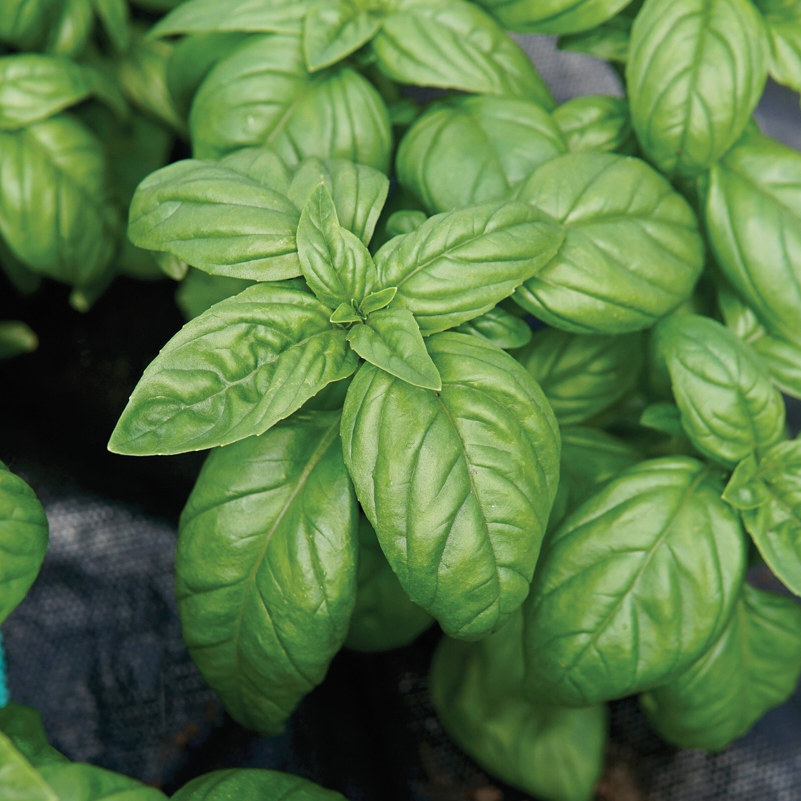Basil Seeds, Emily (Ocimum basilicum)