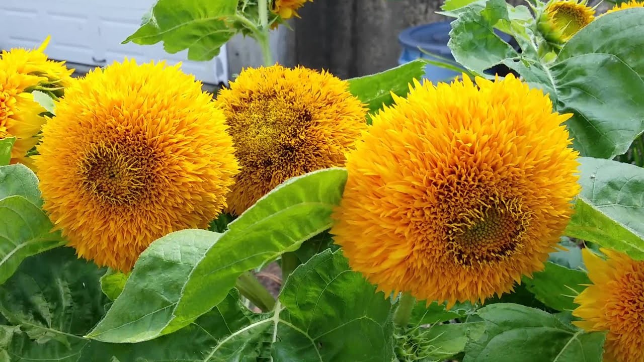 Tall Teddy Bear Sunflower Seeds | Giant Sungold Big Gold Sun Flower Seed 2024
