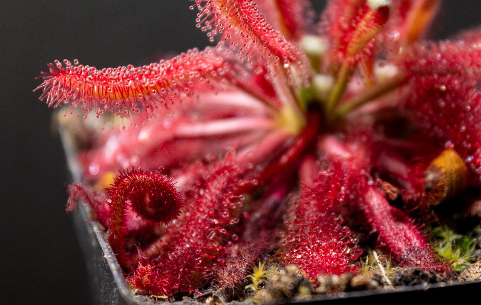 Drosera Ascendens {Sempre Vivas} – LIVE Carnivorous Plant, Sundew