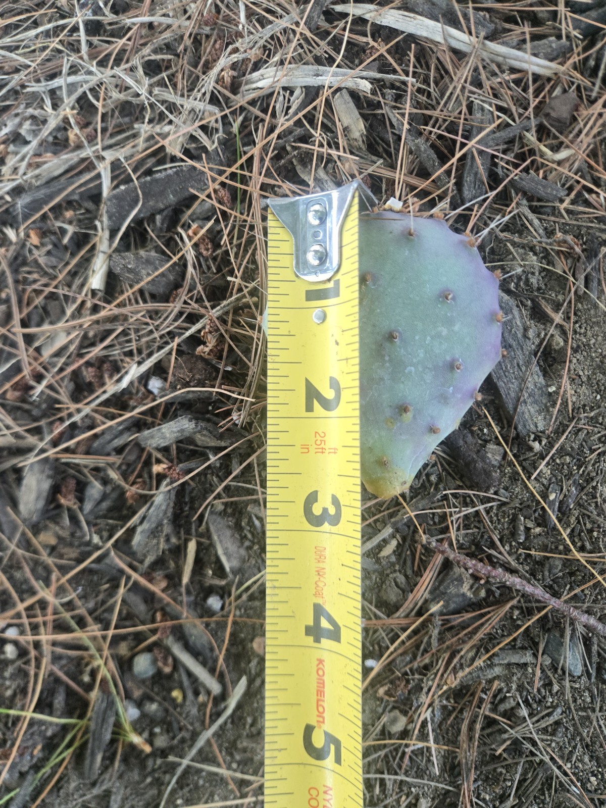 Live Santa Rita Purple Prickly Pear Cactus Pad Cutting (Opuntia santarita