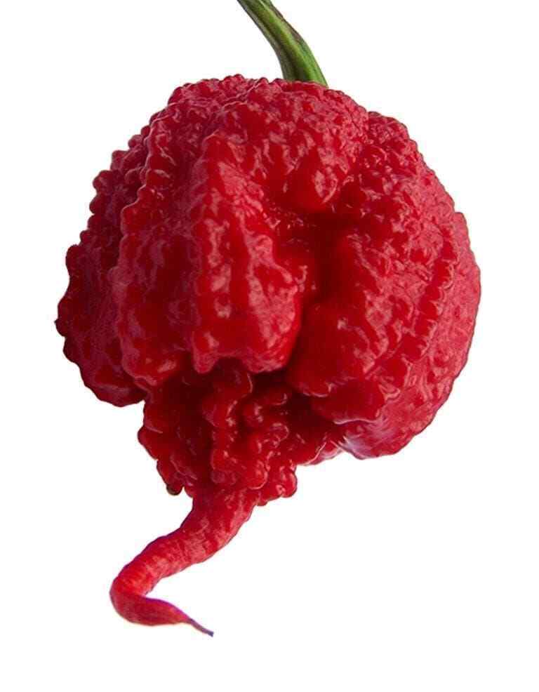 Carolina REAPER Super HOT Pepper Seeds Unique Creek Homestead Certified