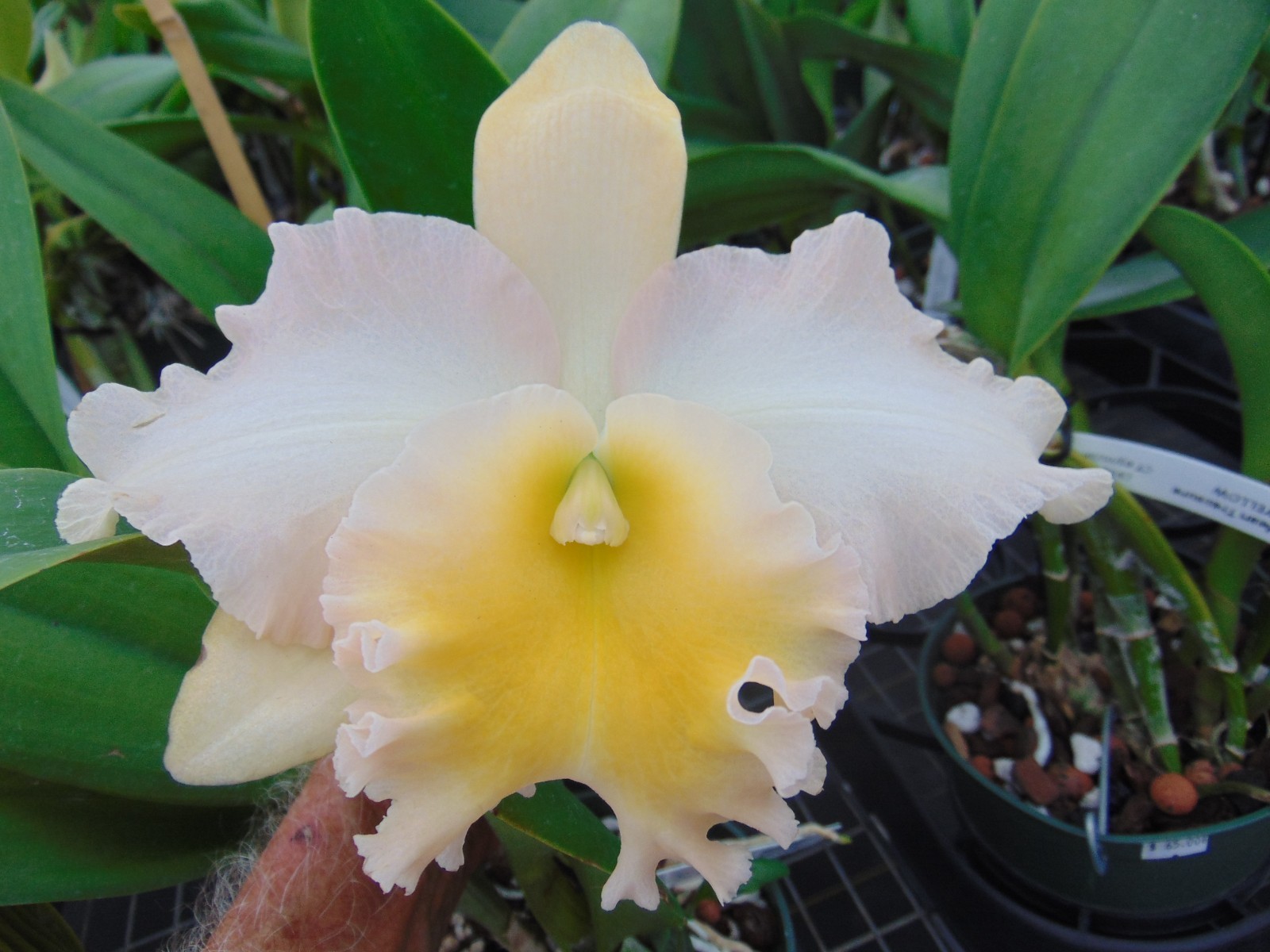 Blc. Palmers Peach Bloom size 6″ pot LARGE PLANT