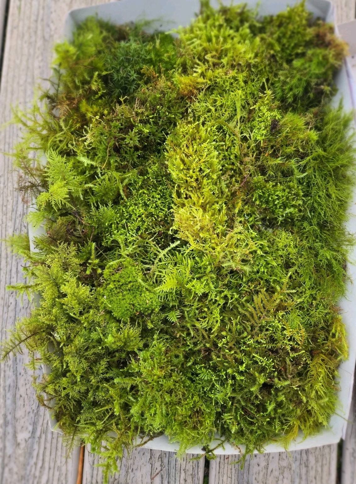 Live Fresh Moss (2) Gallon Size Bags~Terrarium Potted Plants Reptiles/Frogs