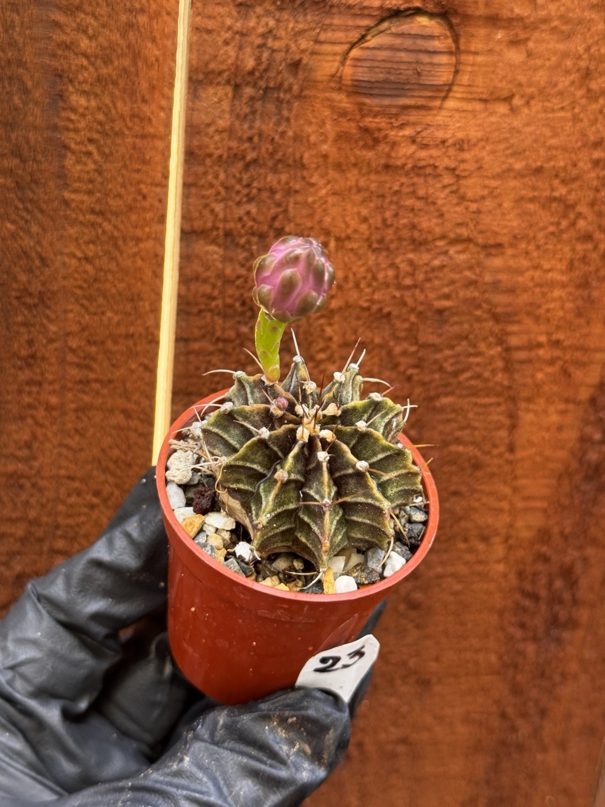 Gymnocalycium Stenopleurum Live Cactus