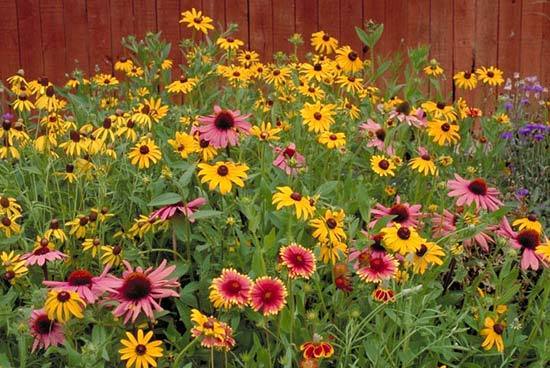 Wildflower Mix:Partial Shade wildflower mix Fresh Seed FREE Shipping!