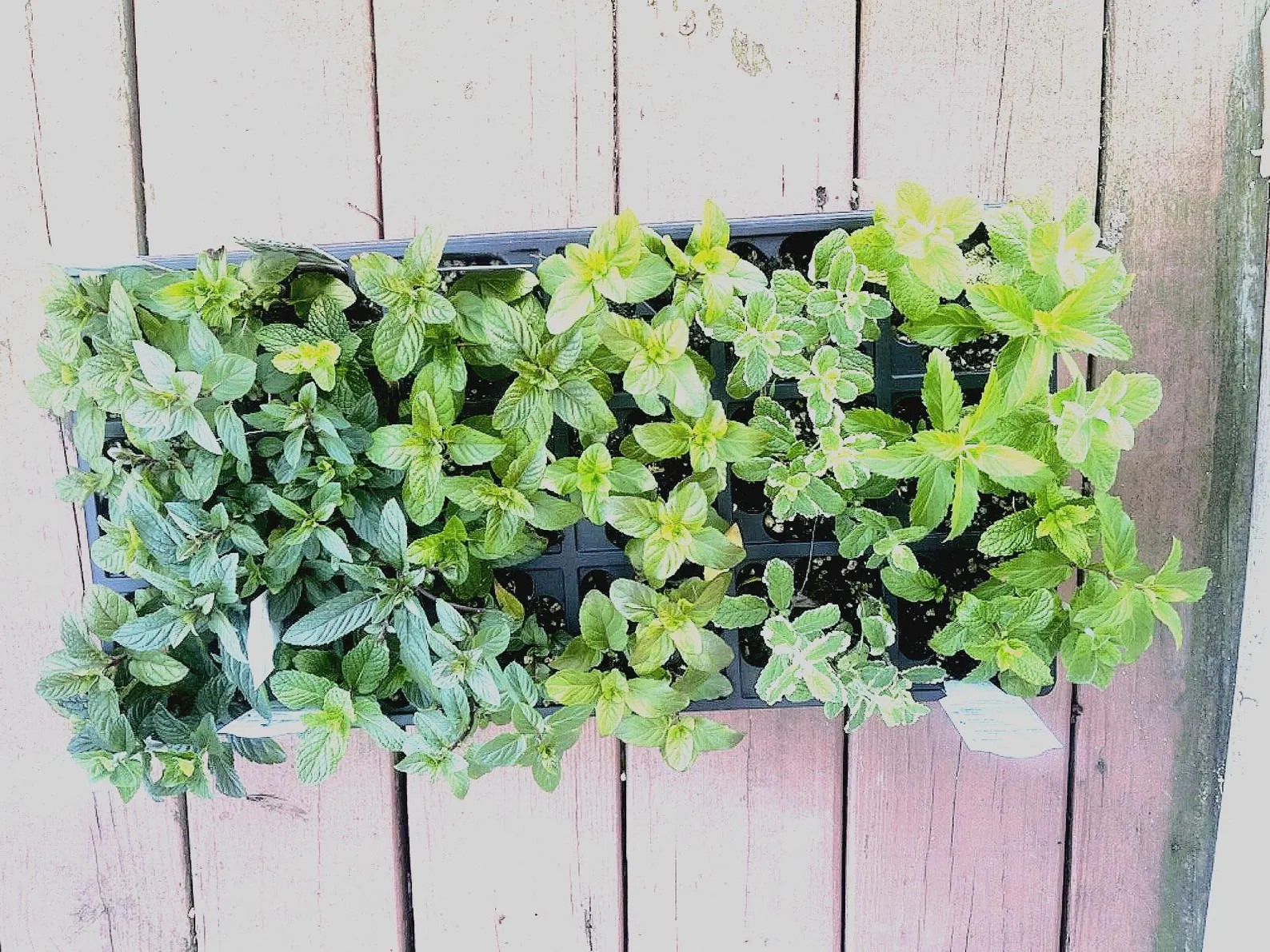 6 Rooted Mint Plants – Assorted Culinary & Aromatic Mint Collection