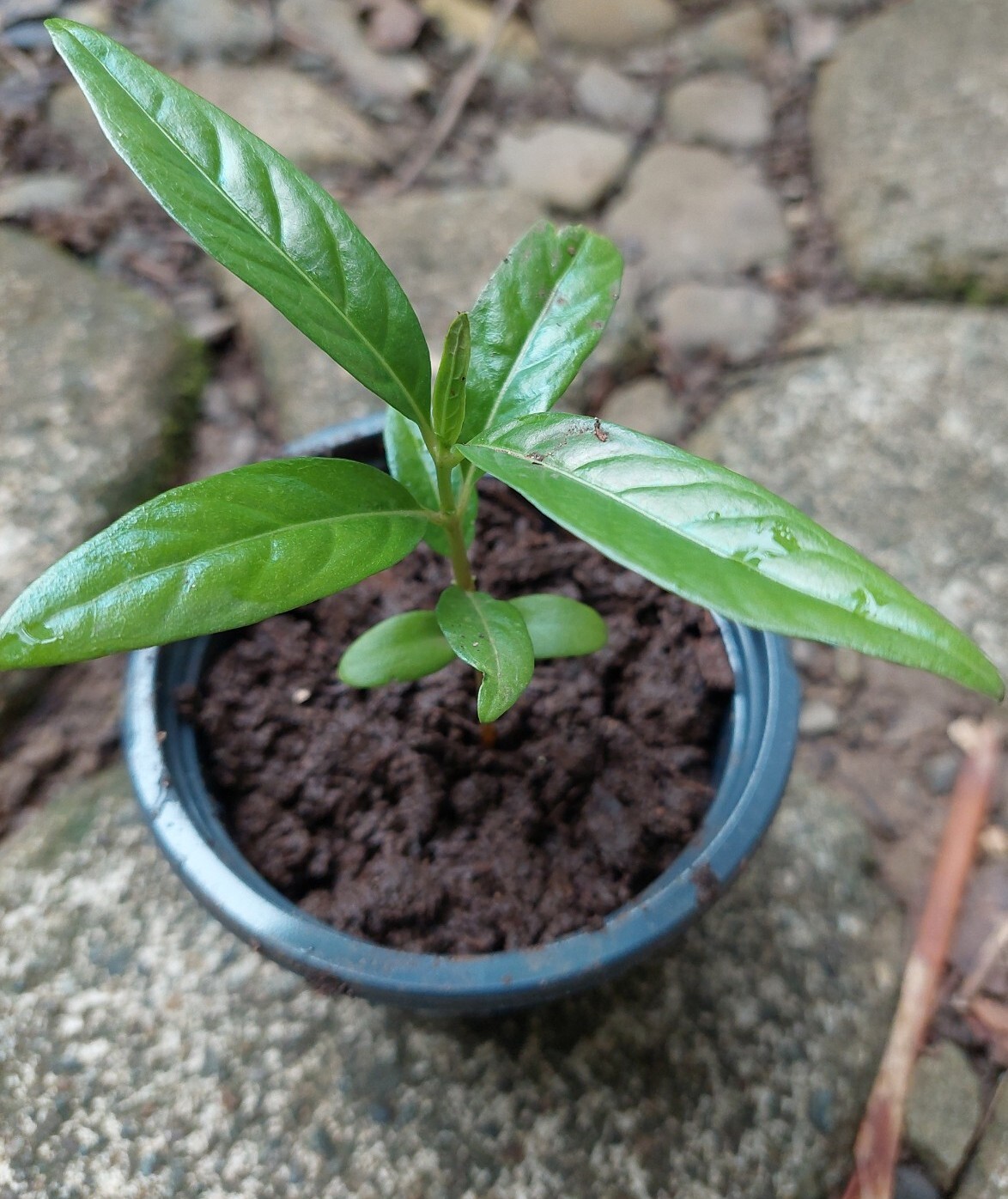 Noni Fruit Tree Seedling 5″+ Organic From Puerto Rico