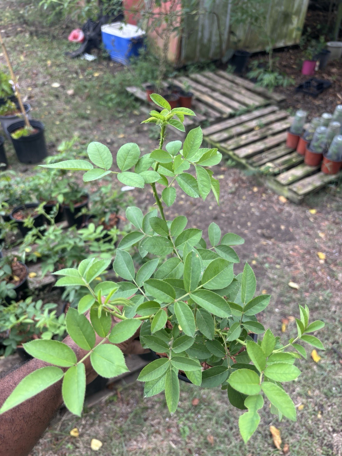 Old Tyme 7 Sisters Live Rose 14+ Inches