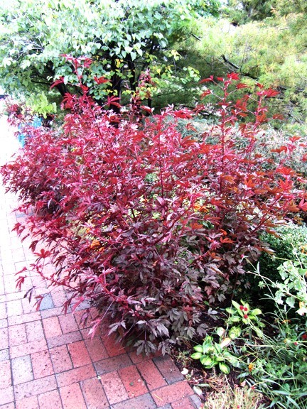 Hibiscus acetosella rare cranberry False roselle medicinal Edible plant 15 seeds