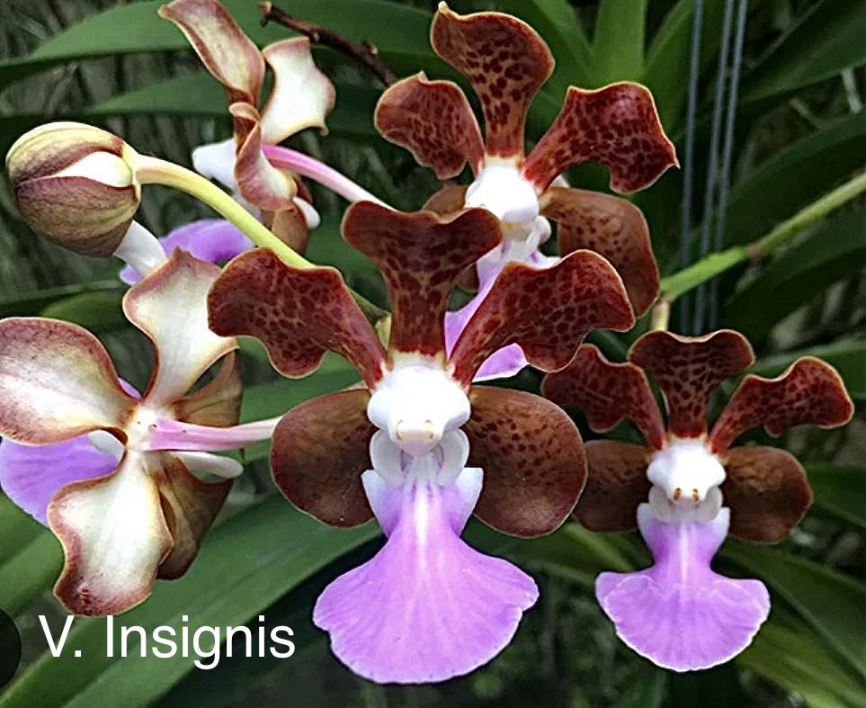 Vanda Insignis , Species Orchid , Fragrant Blooming Size Red Pink