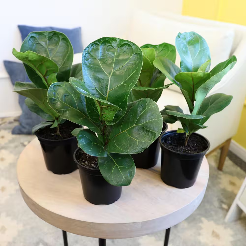 4.25 In. FICUS LYRATA – Fiddle Leaf Fig Houseplants (4-Pack)