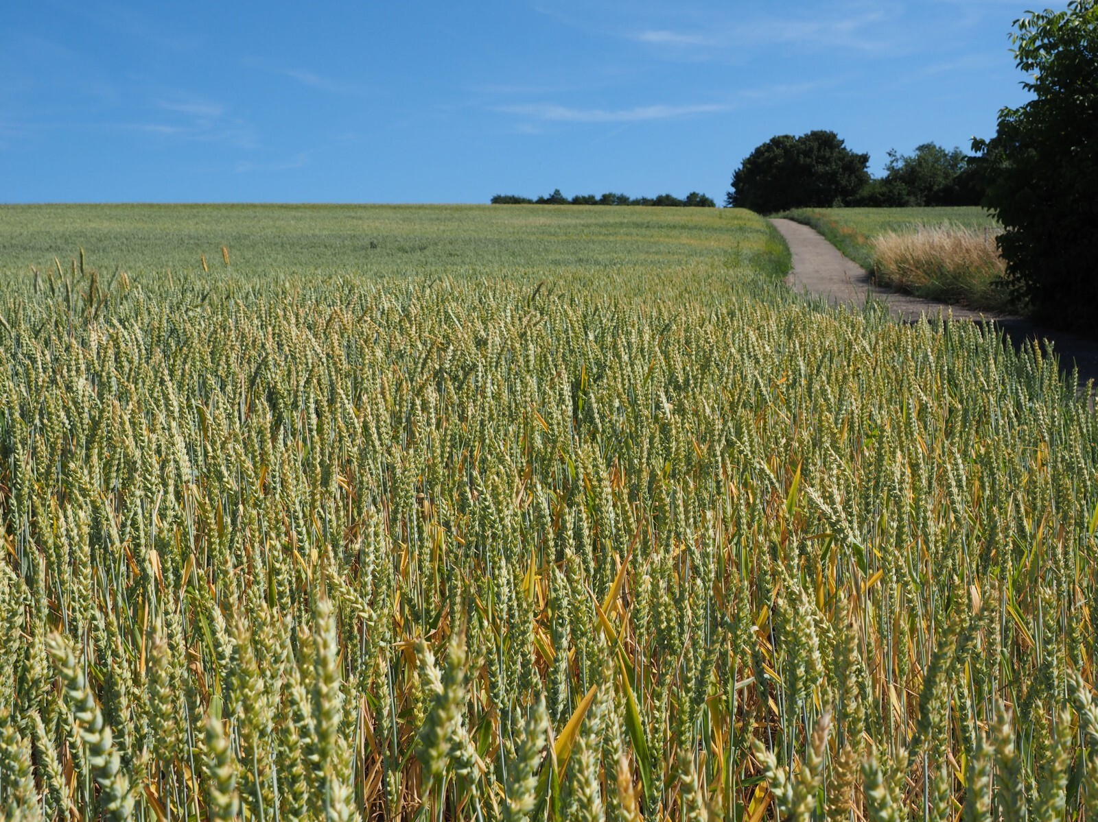 100 Grain Seeds -An Historic Heritage Variety – Maris Widgeon -Heirloom Wheat