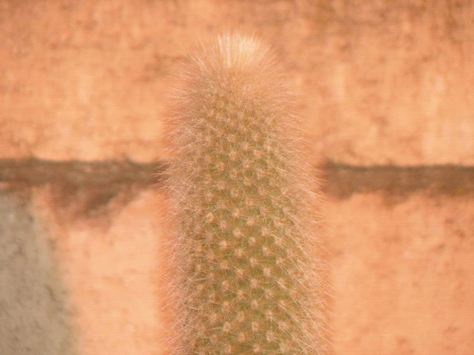 28 in tall silver torch columnar, Cleistocactus Strauii cactus