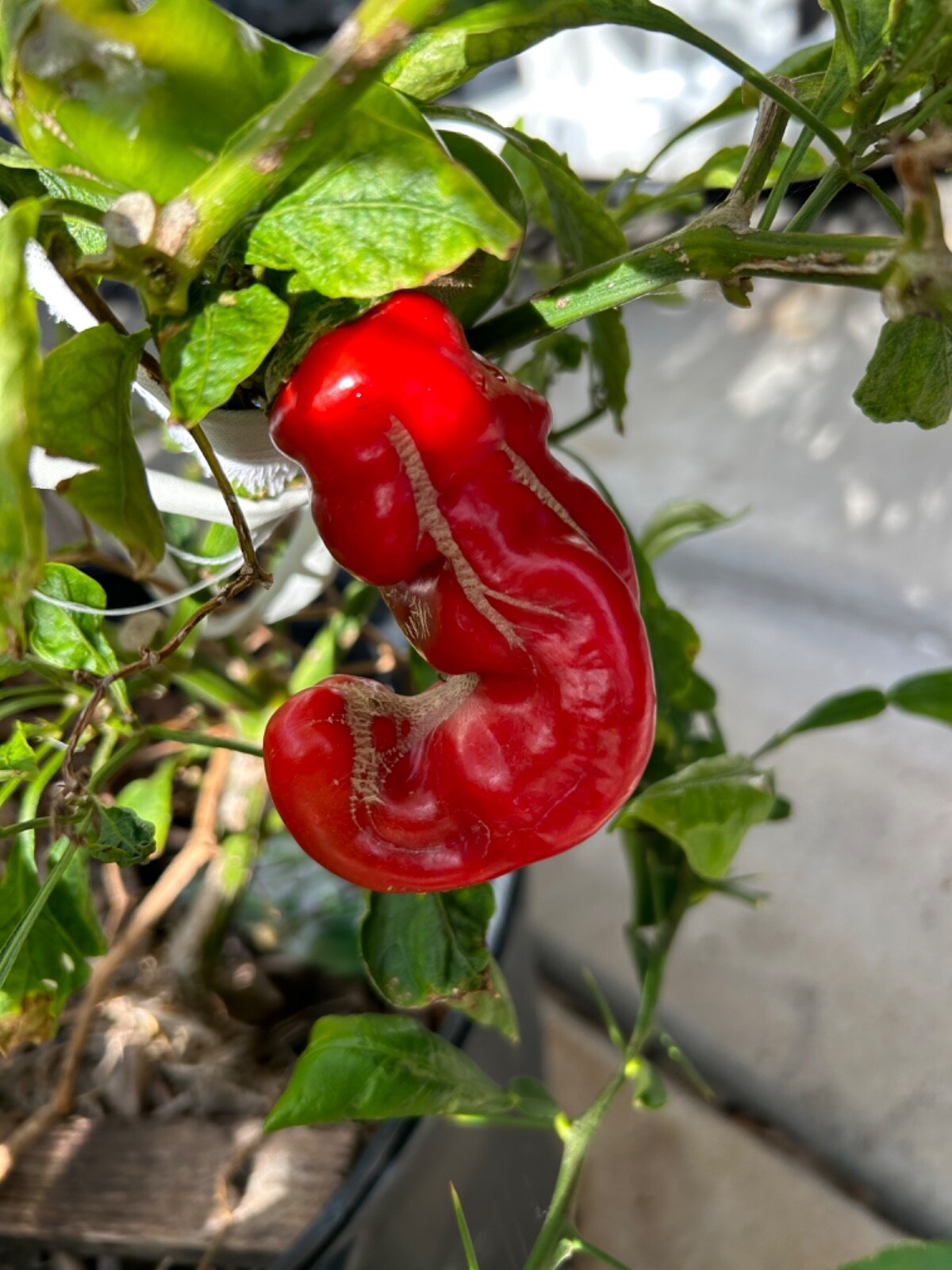 40+ Rare Red Authentic Penis Peter Pepper Seeds. Hot Heirloom Non Gmo