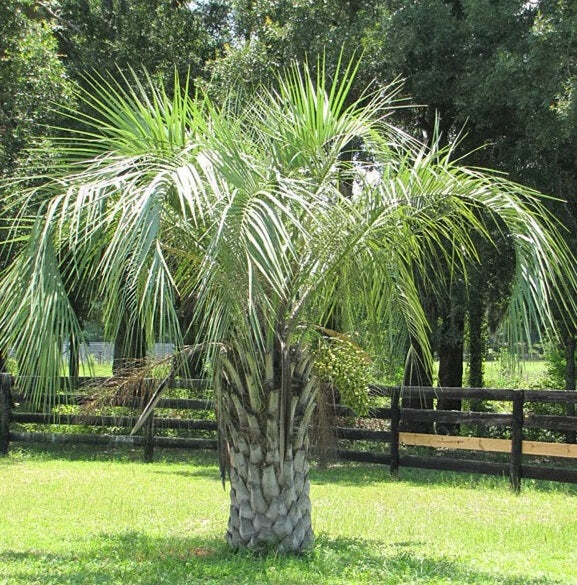 Pindo Palm Tree Live Jelly Palm Cocos Australis 6″ Pot 20-24″ Overall Height