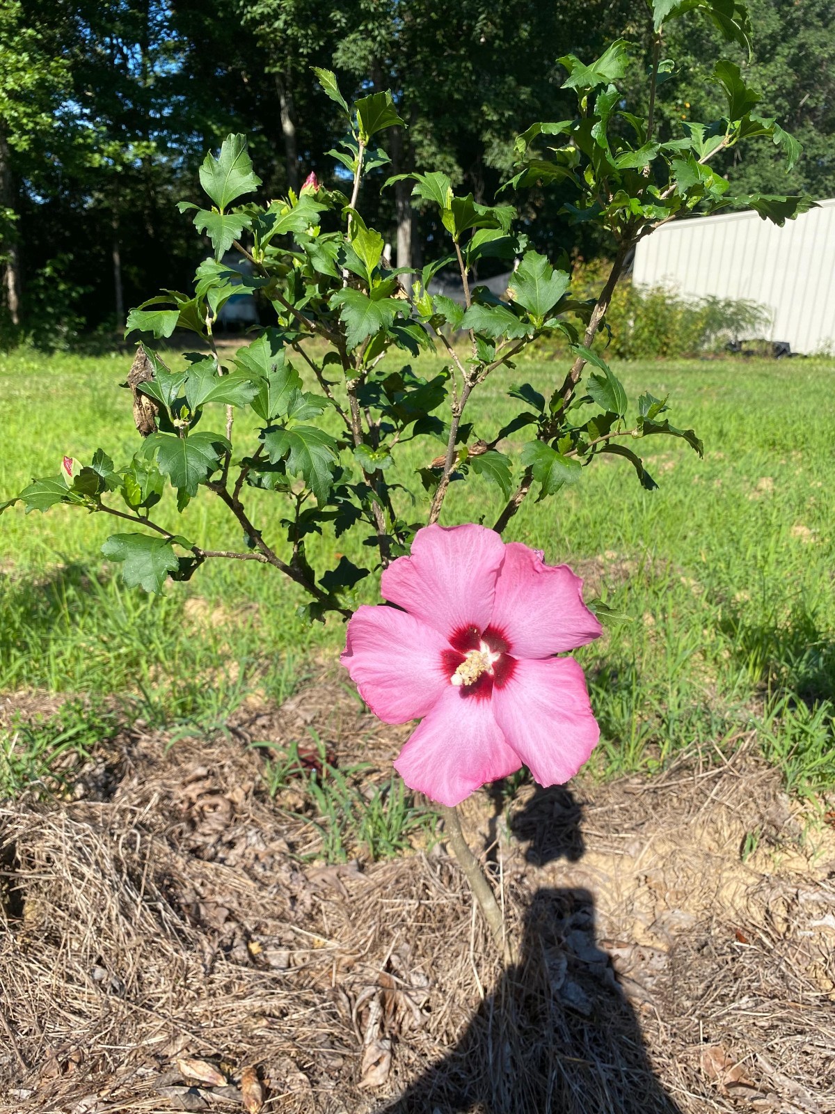 Aphrodite Rose of Sharon/ Hibiscus Syriacus) 2.5” in Pot 10-18” Height