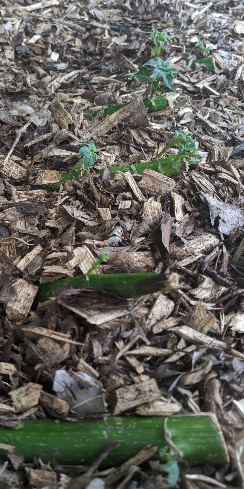 Tithonia Diversifolia – Mexican Sunflower – Live Organic Cuttings with Roots