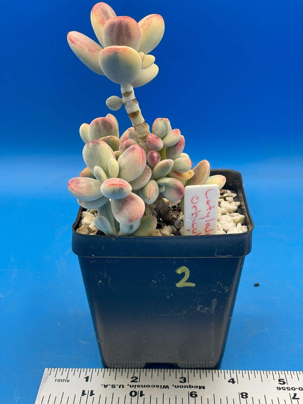 Cotyledon Orbiculata Var Oophylla Variegata Well-Rooted In 4″ Pot- Unicorn Poop!