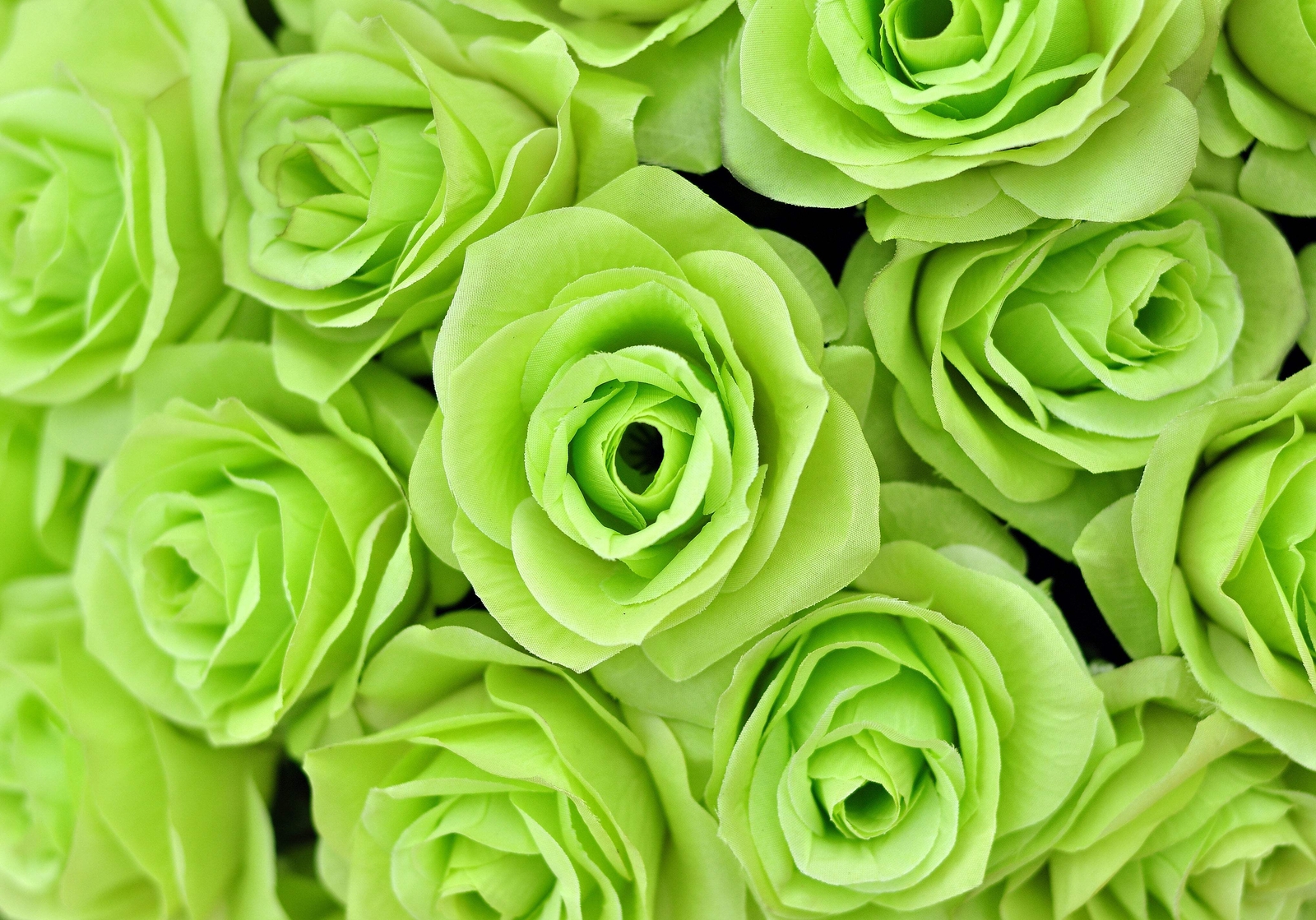 5 GREEN ROSE Rosa Bush Shrub Perennial Flower Seeds *Flat S/H