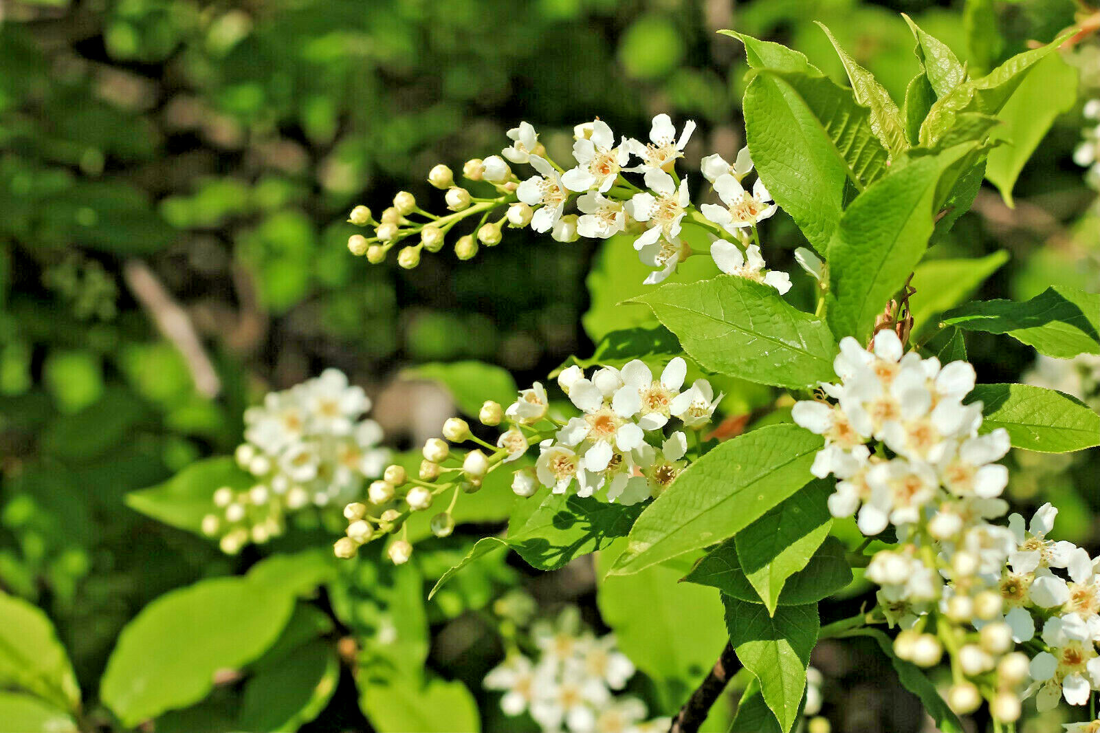 20 BLACK CHERRY SEEDS | SWEET EDIBLE FRUIT | USA Native Tree (Prunus serotina)