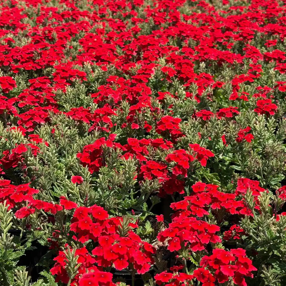 #1 Container Verbena Red Flowering Perennial Plant (4-Pack)