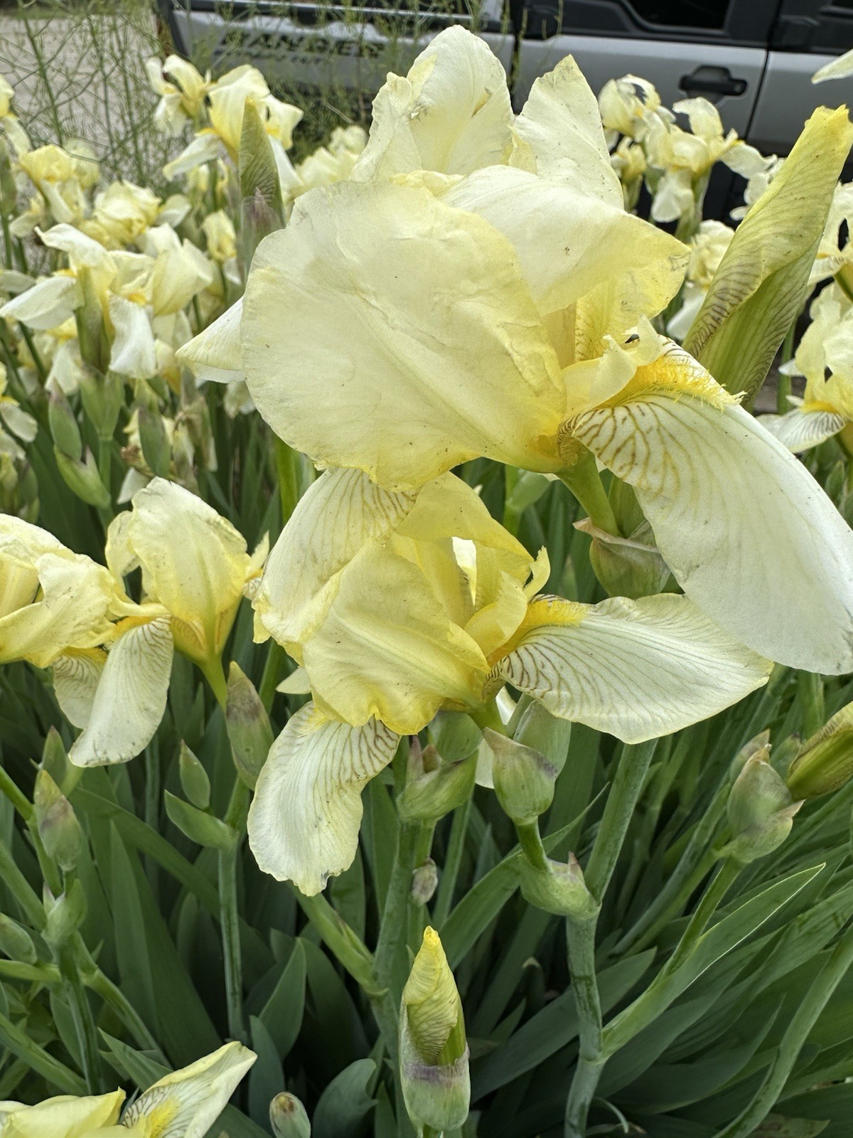LOT of 7 Tall Yellow Old Fashioned Bearded Iris Rhizomes Bulbs
