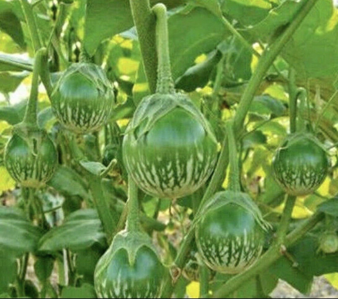20 Packets Asian Vegetable Seeds for Planting. NON GMO. Grow your own food!