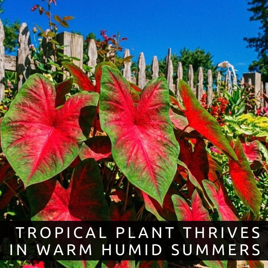 Vibrant Heart’s A’Fire Caladium Bulbs – Perfect for Full Sun and Garden Elegance