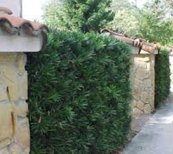 Upright Shrubby Yew Podocarpus Macrophyllus – Live Plant – ( 2.5 QT )