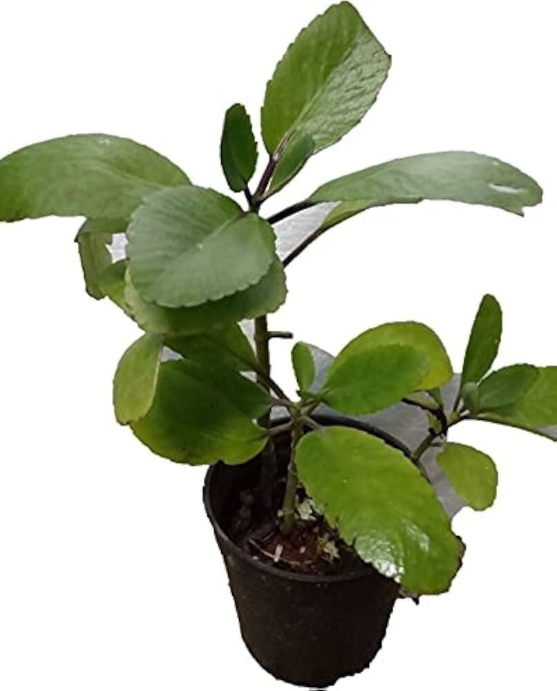 Miracle Leaf Starter Plant 6-10″ Tall in 4″ Pot – Fast Growing, Easy Care