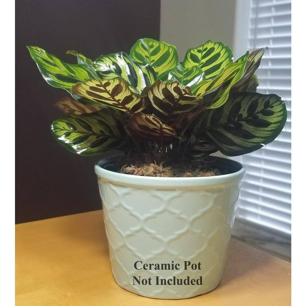Peacock Plant in 6 In. Grower Pot